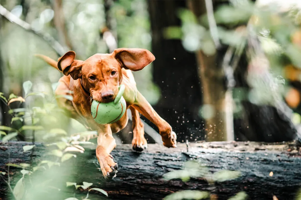 Vakantie met honden op belevenisboerderij Gut Hügle