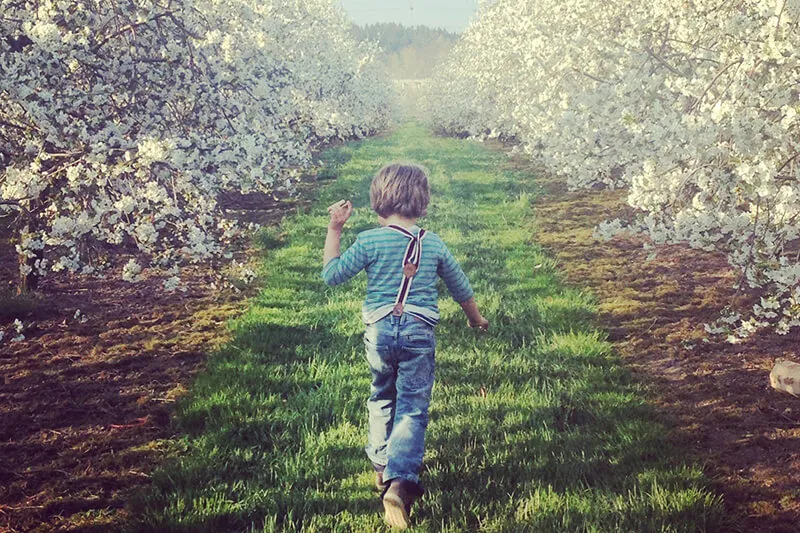 Zelf kersen plukken in de boomgaard van Gut Hügle
