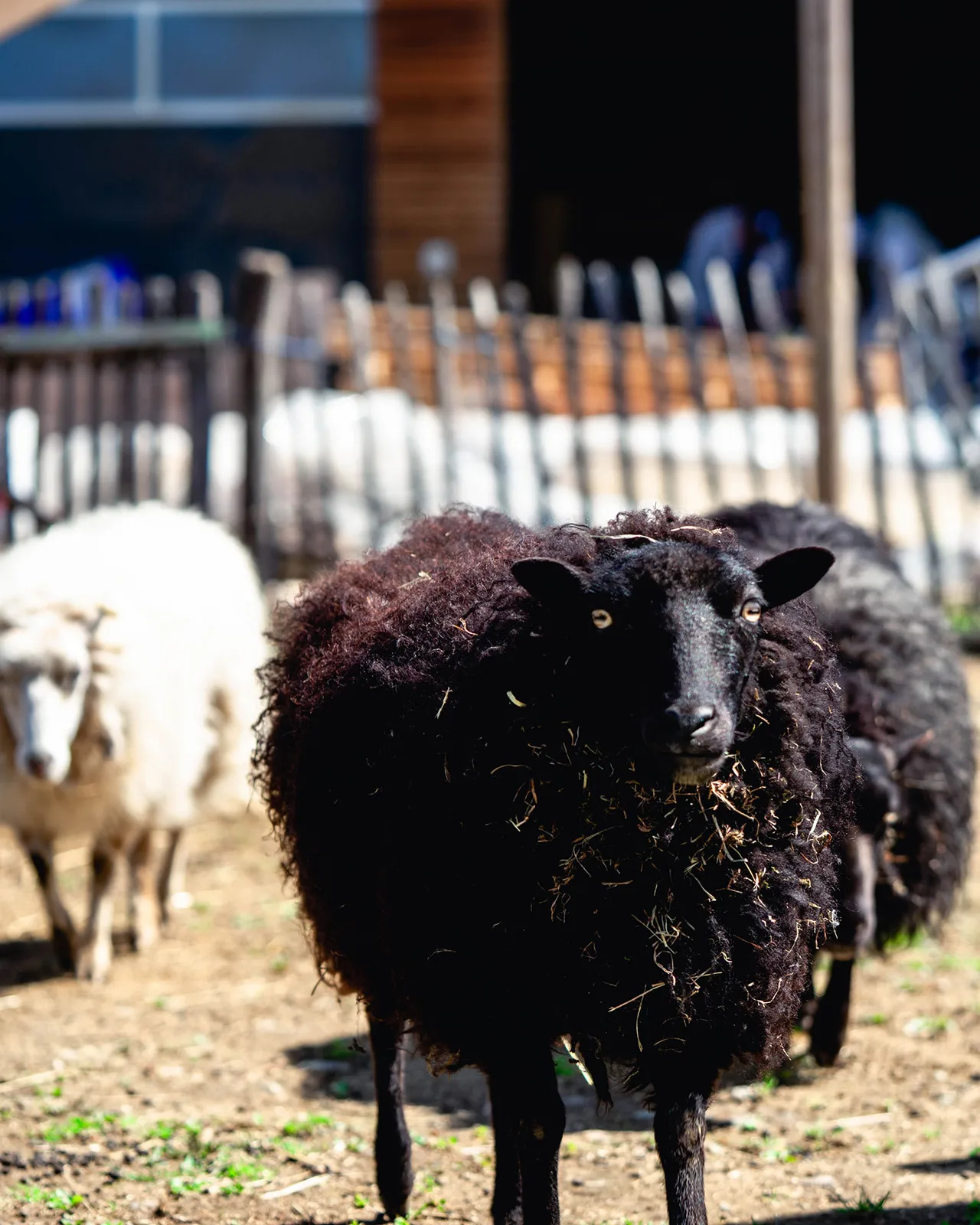 Boerderijdieren op belevenisboerderij Gut Hügle