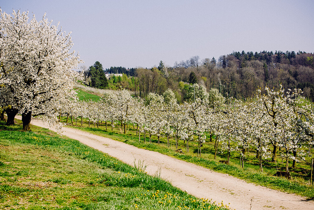 Kersenbloesem in de boomgaard van Gut Hügle