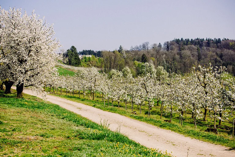 Bloeiende kersenboomgaard bij Gut Hügle